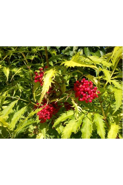 Бузина Plumosa Aurea їстівні червоні ягоди